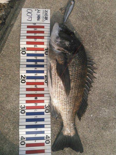 朝マヅメにチヌトップゲーム